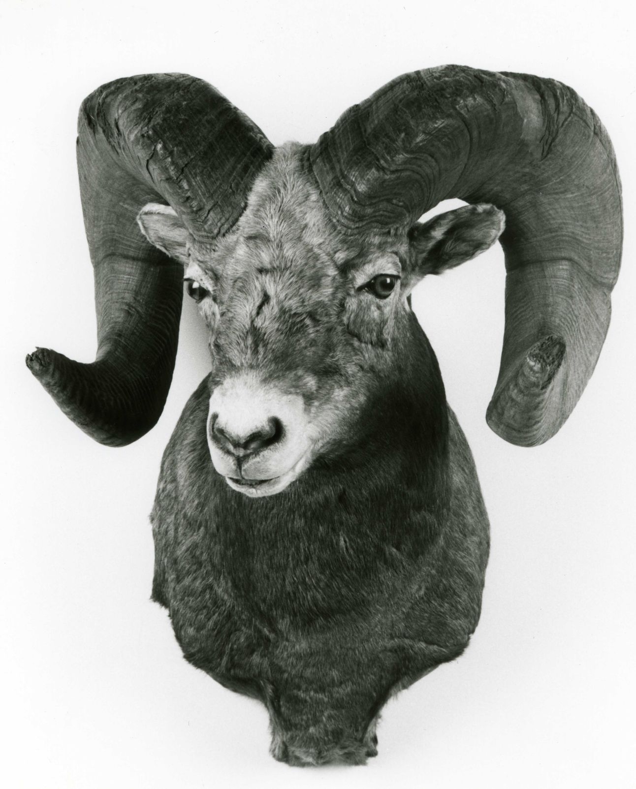 Bighorn sheep